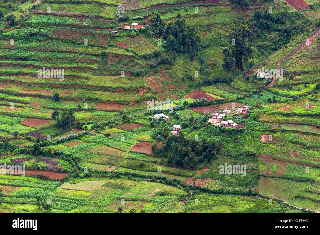 Bordo della Foresta impenetrabile di Bwindi NP, che mostra la pressione di sviluppo dell' agricoltura, Uganda Aprile 2011 Foto Stock