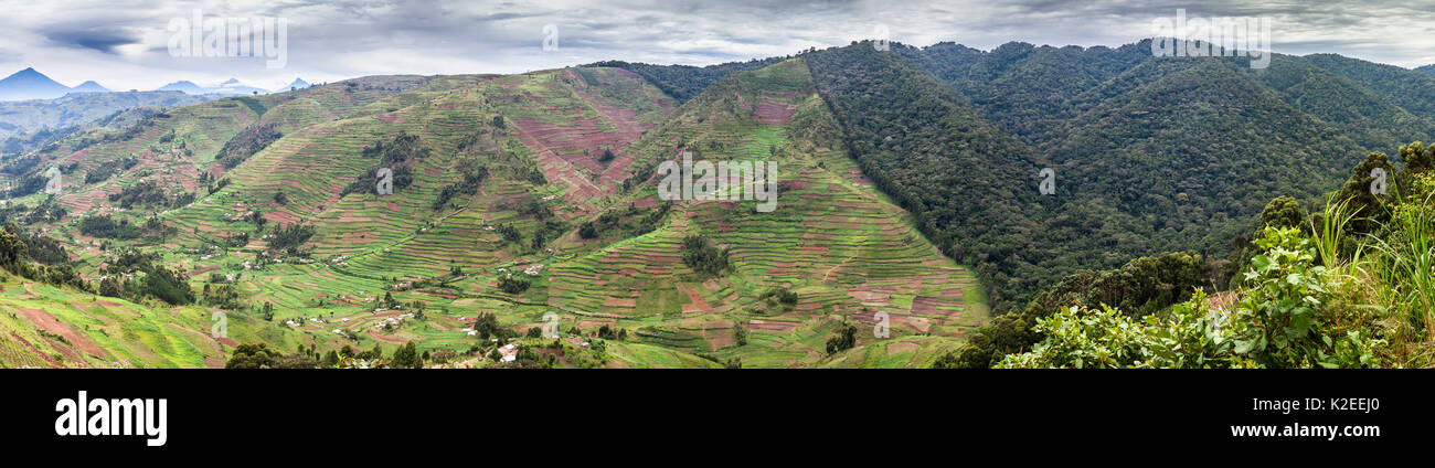 Bordo della Foresta impenetrabile di Bwindi NP, che mostra la pressione di sviluppo dell' agricoltura, Uganda Aprile 2011 Foto Stock