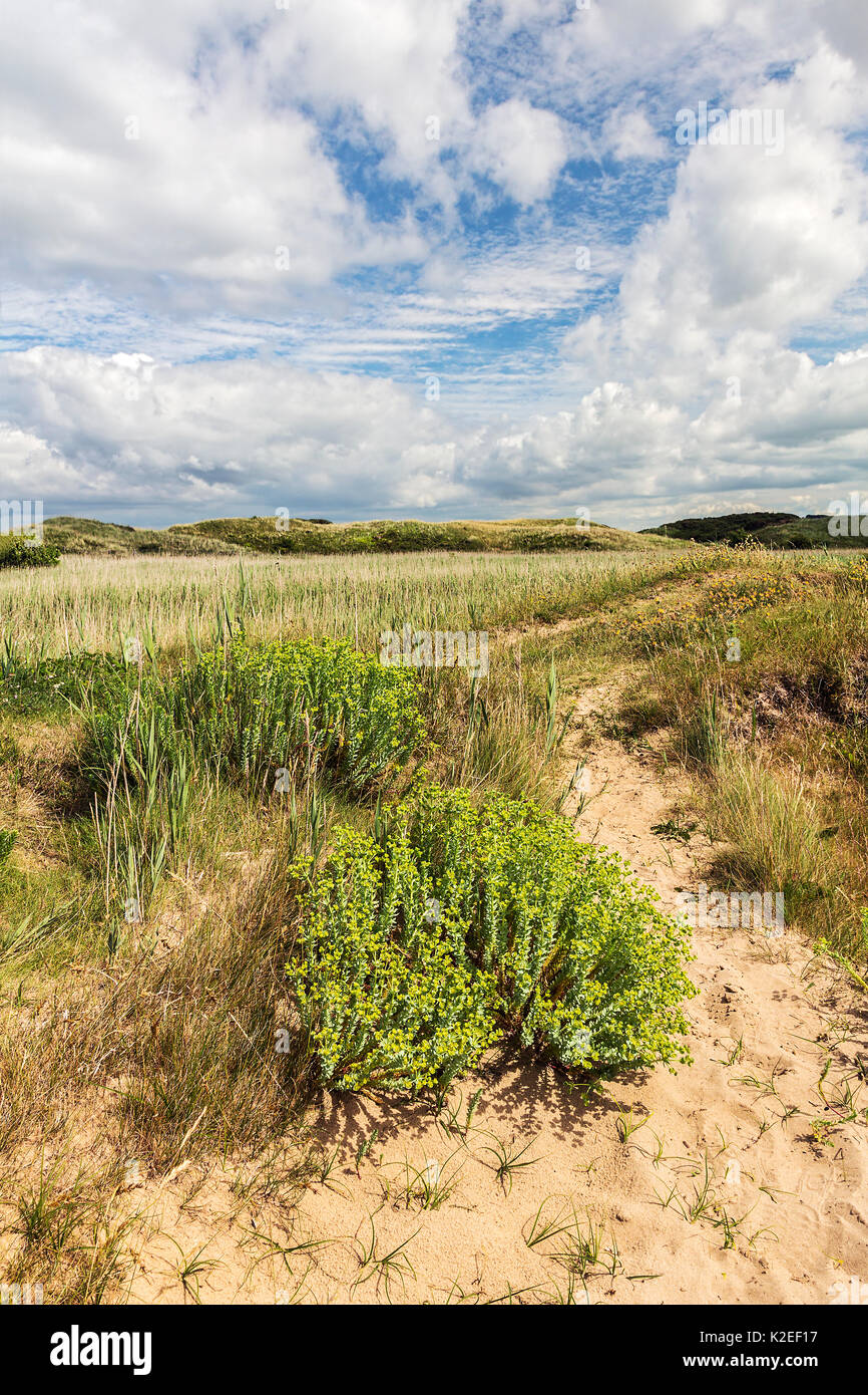 Mare (Euforbia Euphorbia paralias), Dee Estuary, Hoylake Wirral, Regno Unito, Giugno. Foto Stock