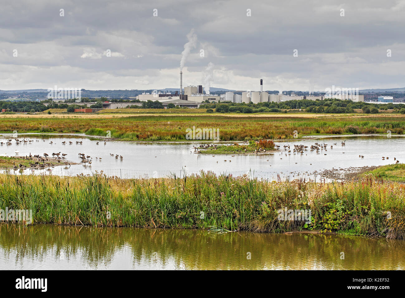 Vista su tutta RSPB Burton riserva naturale con le zone industriali di Connah's Quay in background, Cheshire, Regno Unito, Agosto. Foto Stock