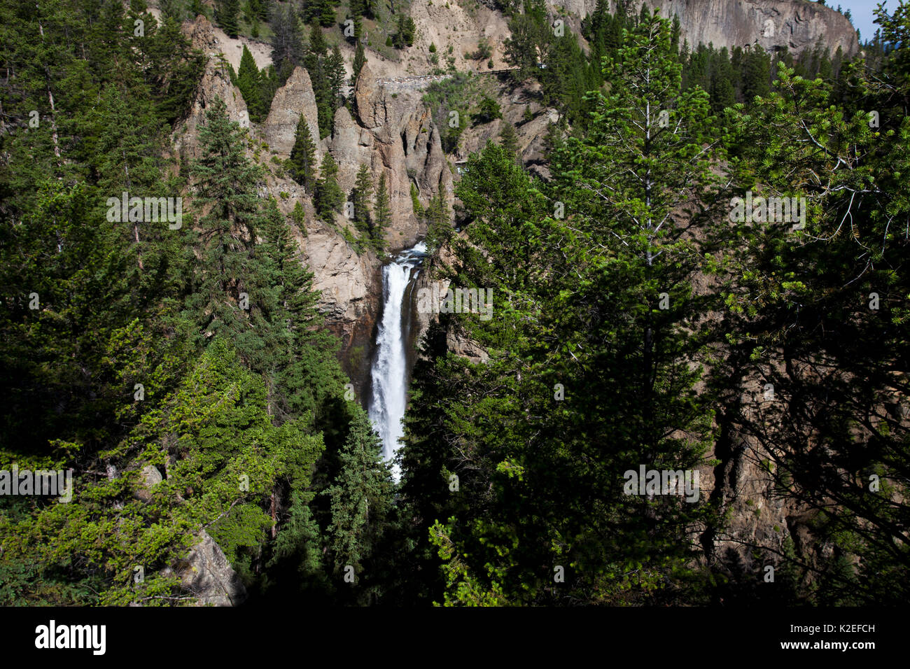 Torre cade Tower Creek e il Parco Nazionale di Yellowstone Wyoming USA Giugno 2015 Foto Stock Torre cade Tower Creek e il Parco Nazionale di Yellowstone Wyoming USA Giugno 2015 Foto Stock