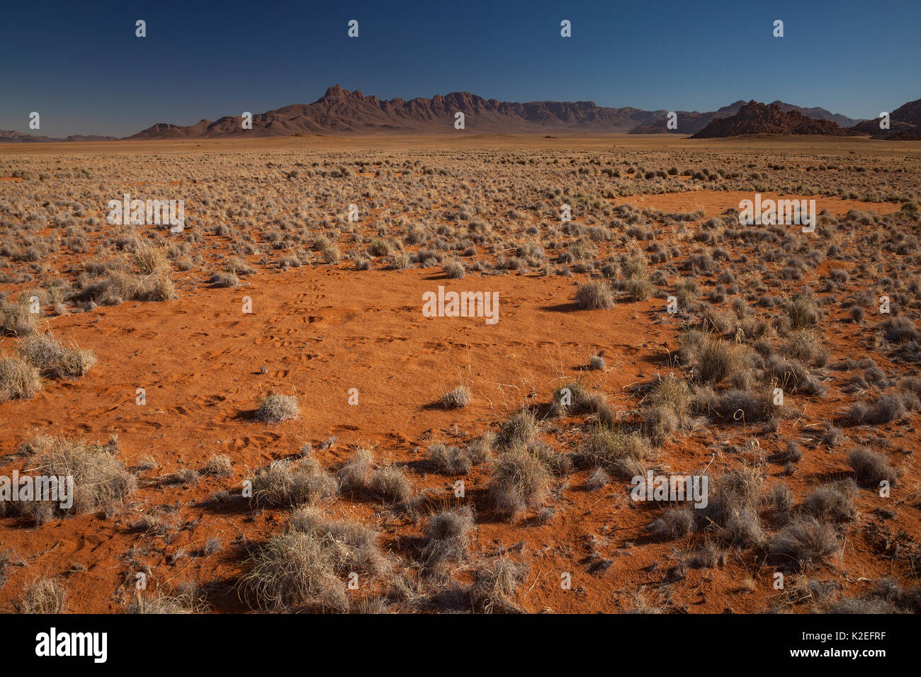 Fairy cerchio nel deserto del Namib, Namibia. È stato recentemente scoperto che questi modelli sono causati da una miscela di termiti, combinata con l'azione di erbe competere per l'acqua. Foto Stock