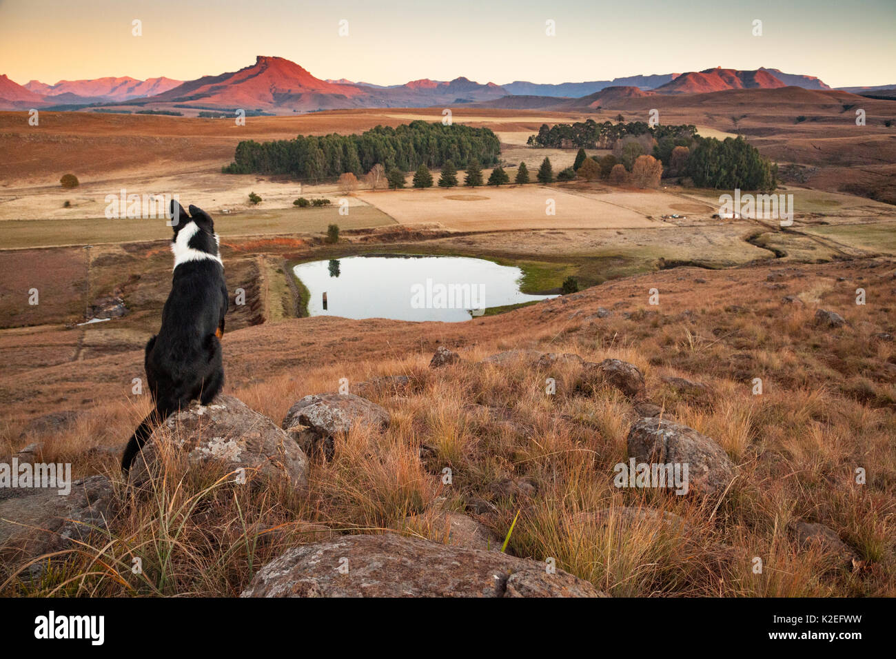 Cane che si affacciava su una valle nelle montagne Drakensberg, uKhahlamba-Drakensberg Sito Patrimonio Mondiale, Sud Africa. Luglio 2014 Foto Stock
