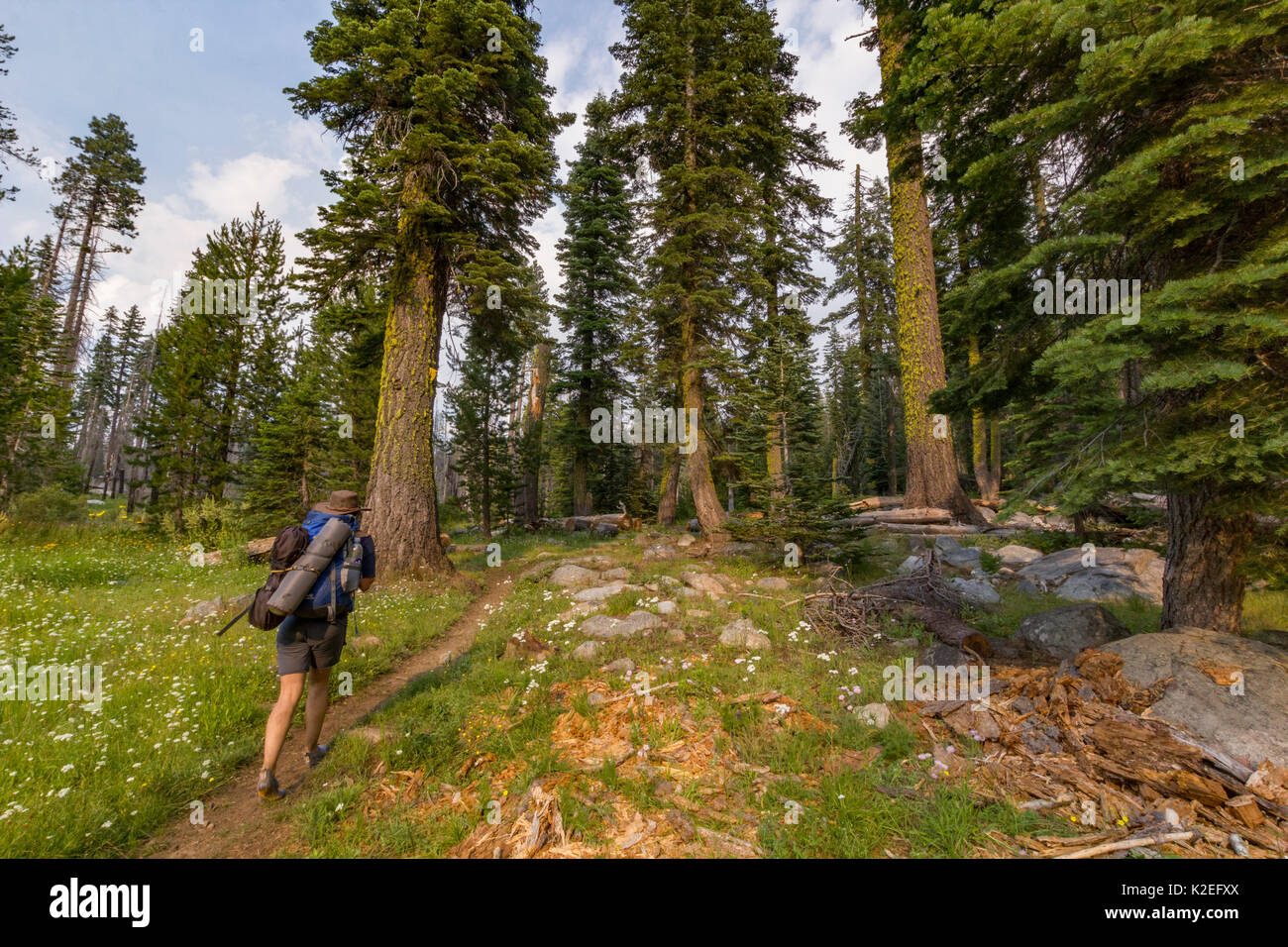 Gli escursionisti a piedi attraverso un boschetto di alti degli alberi su un sentiero di backcountry nella Hetch Hetchy regione, Yosemite National Park, California, Stati Uniti d'America. Foto Stock