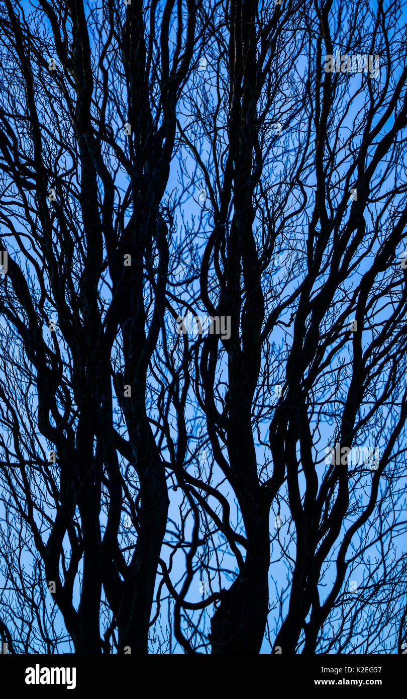 Curva stree rami silhouteed contro una serata blue sky. Foto Stock