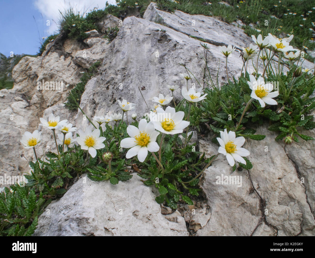 Mountain avens (Dryas octopetala) Monte Terminillo, Lazio, Italia, Luglio. Foto Stock