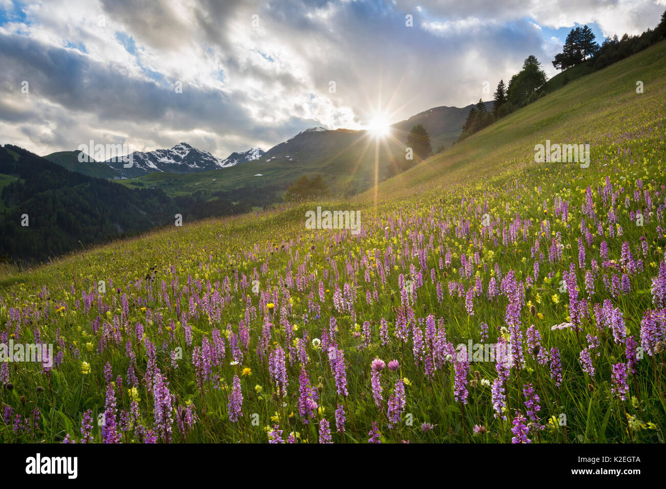 Prato di orchidee fragranti (Gymnadenia conopsea) al tramonto. Tirol, Alpi austriache, in Austria, in giugno. Foto Stock