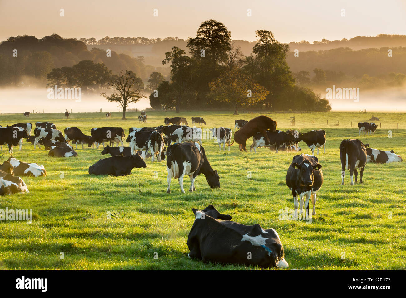 Le mucche in un campo all'alba, Milborne Port, Somerset, Inghilterra, Regno Unito, ottobre 2014. Foto Stock