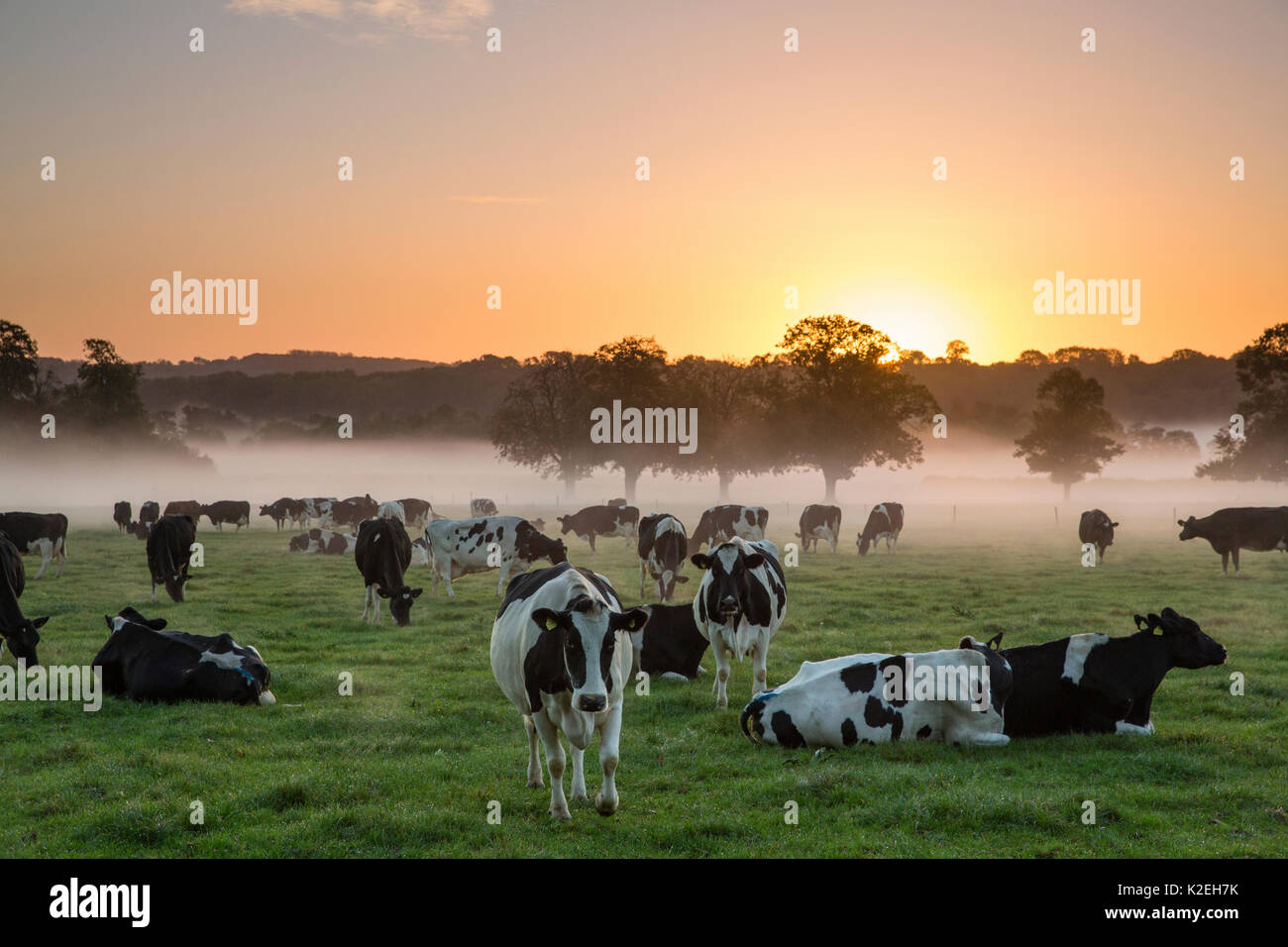 Le mucche in un campo all'alba, con nebbia rising, Milborne Port, Somerset, Inghilterra, Regno Unito, ottobre 2014. Foto Stock
