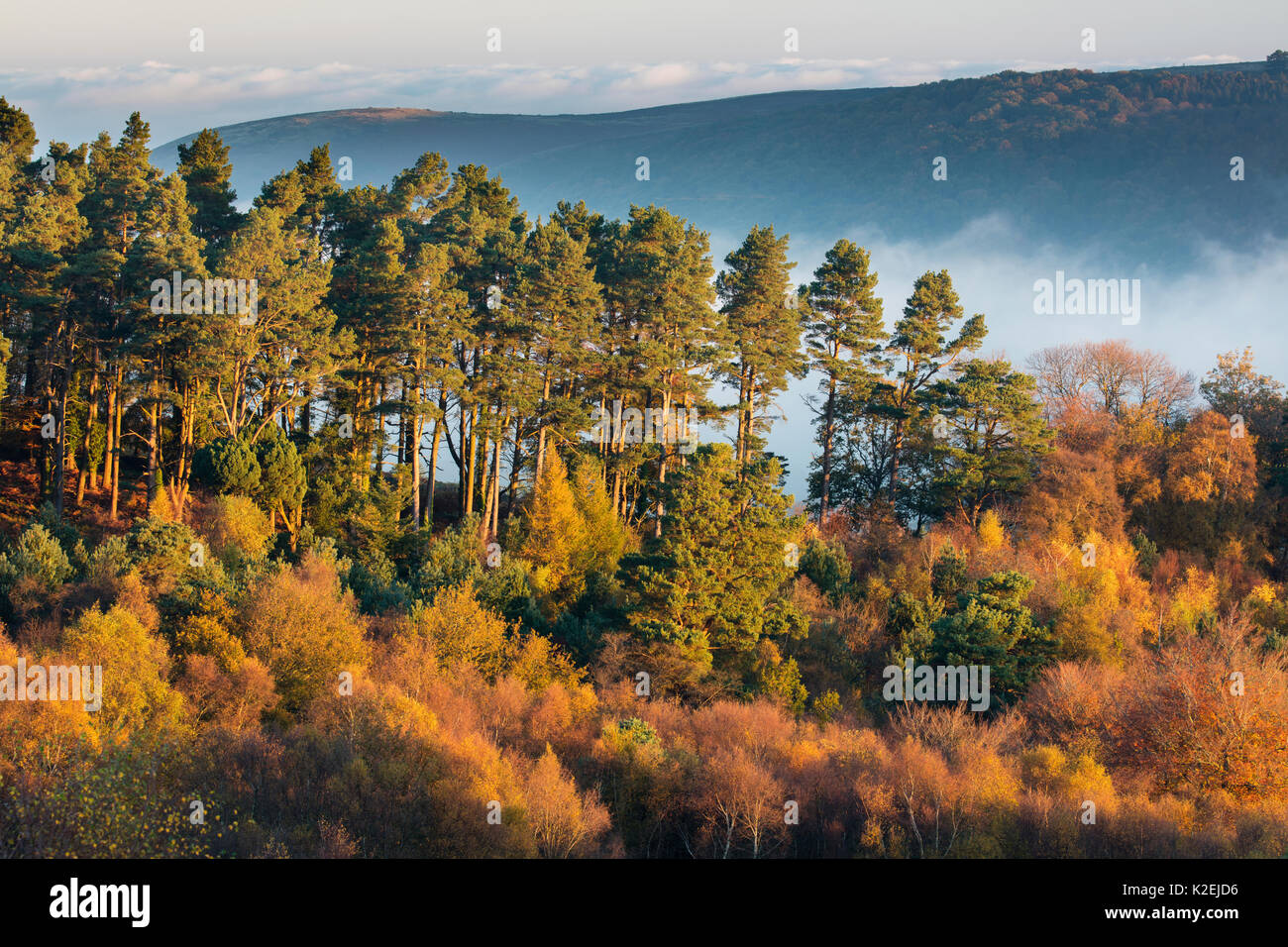 Alberi autunnali nei pressi di Webber's Post, Parco Nazionale di Exmoor, Somerset, Inghilterra, Regno Unito, novembre 2015. Foto Stock