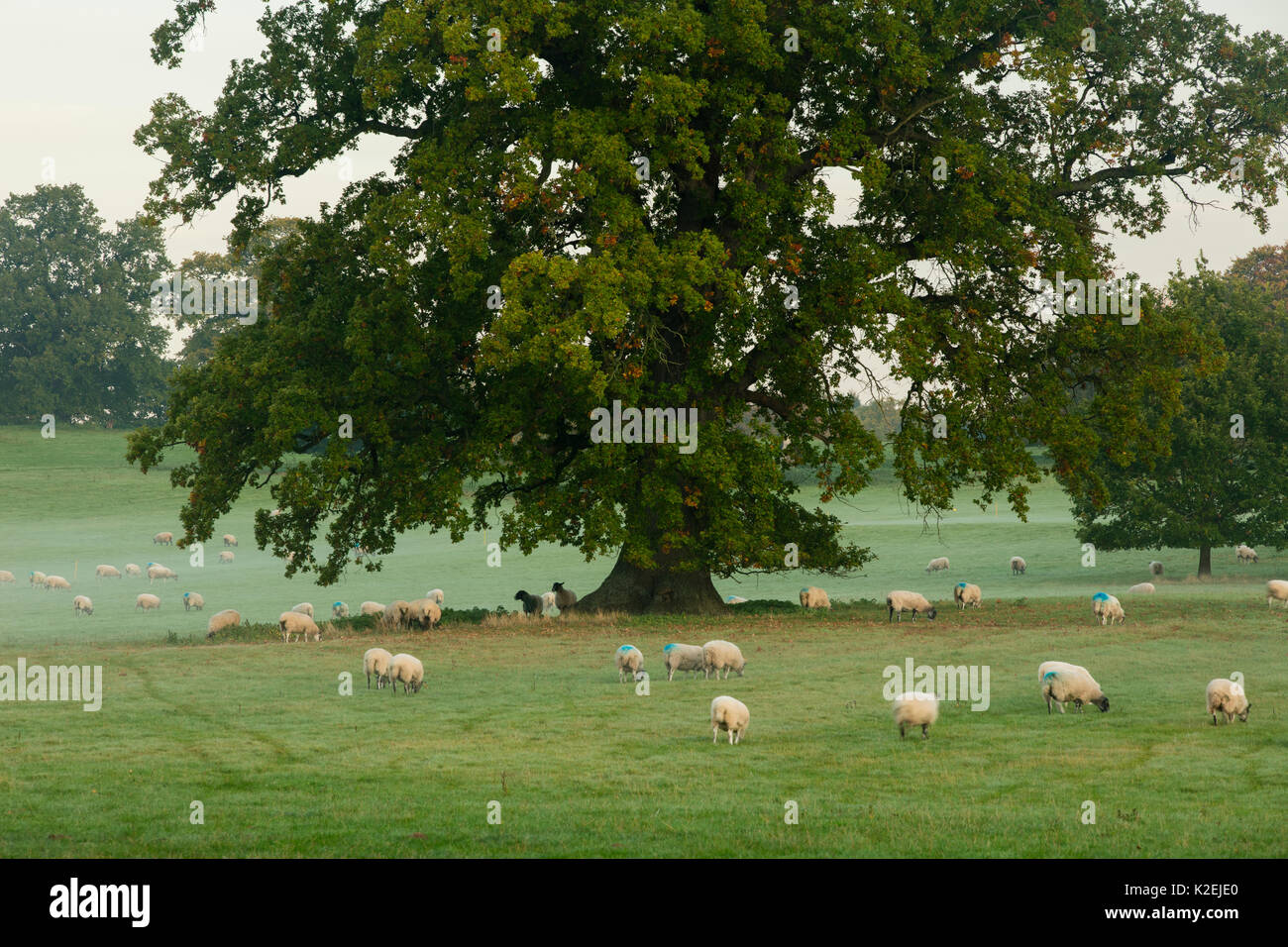 Pecore al pascolo vicino Berrington Hall, Herefordshire, England, Regno Unito, ottobre 2015. Foto Stock