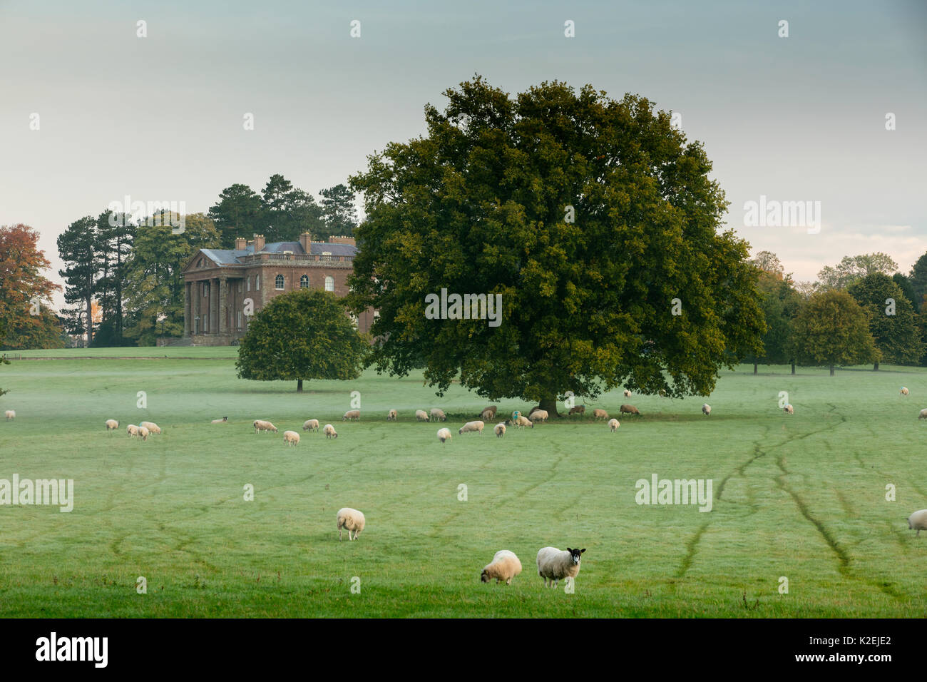 Pecore al pascolo vicino Berrington Hall, Herefordshire, England, Regno Unito, ottobre 2015. Foto Stock