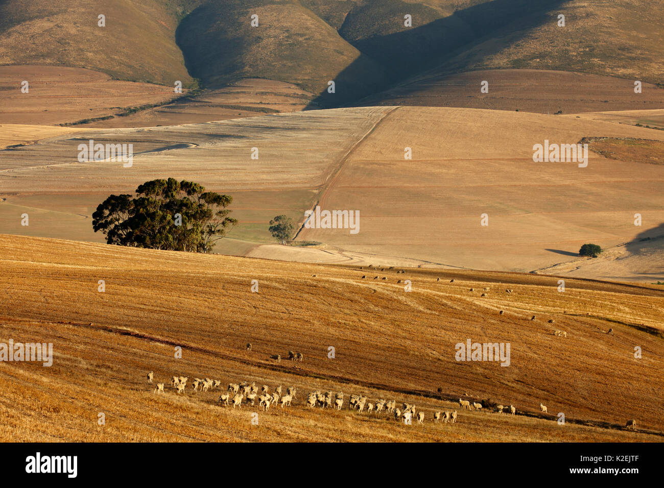 Terreni agricoli di laminazione nella regione di Overberg vicino Villiersdorp, Western Cap, Sud Africa, dicembre 2014. Foto Stock