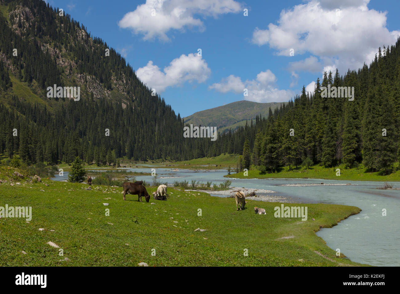 Karakol Valley, Kirghizistan. Agosto 2016. Foto Stock