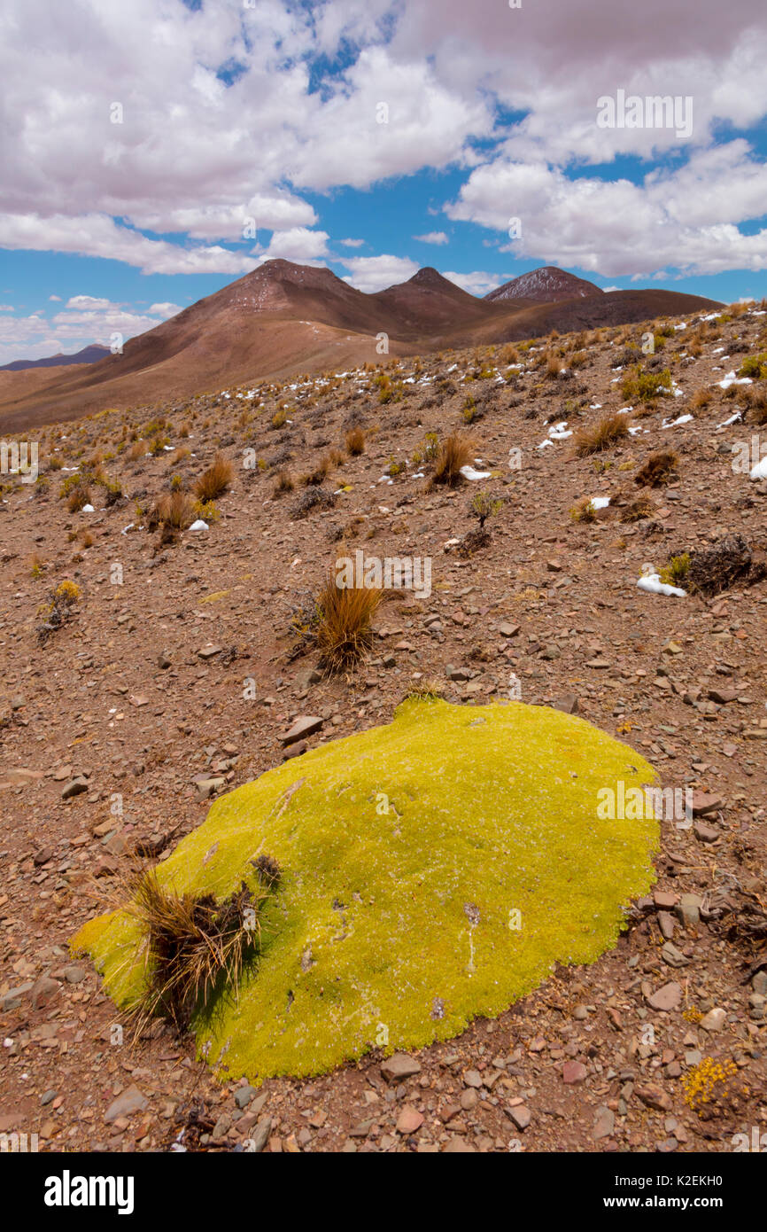 Cuscino Gigante impianto (Azorella compacta). Bolivia. Dicembre 2016. Foto Stock