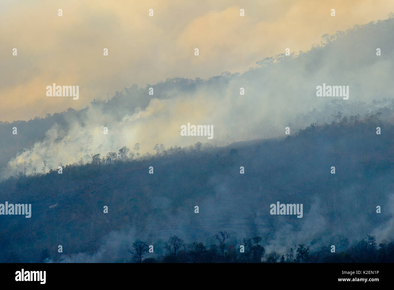 Incendio all'interno del Tangkoko National Park con gli uccelli in volo la distanza. Il fuoco è durato due settimane, fino a che esso si è estinto da una tempesta dal mare. Sulawesi, Indonesia, ottobre 2015. Foto Stock