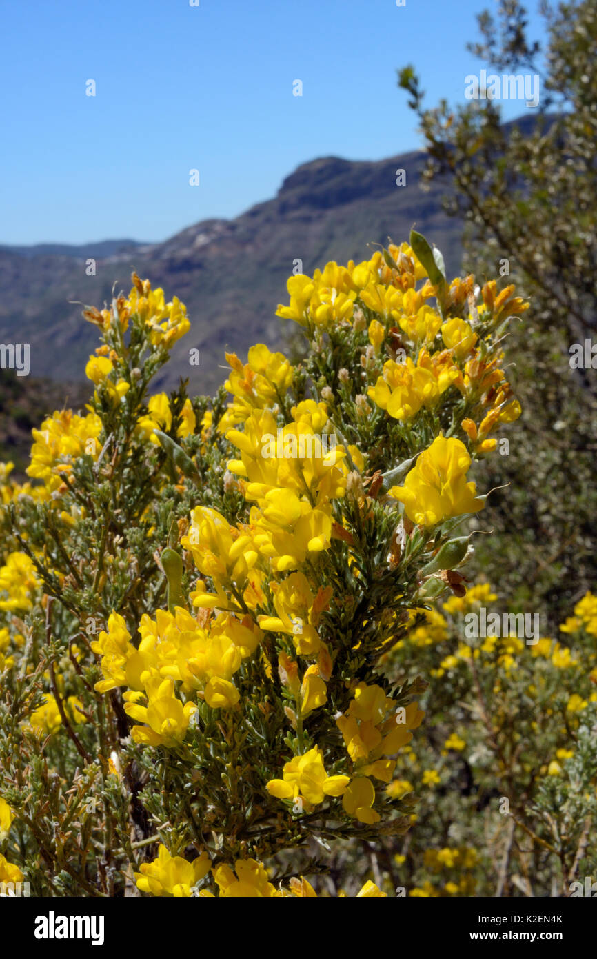 Gran Canaria ginestra (Teline microphylla) boccole fioritura entro una Riserva della Biosfera dall'UNESCO, vicino Tejeda. Gran Canaria Riserva della Biosfera dall'UNESCO, Gran Canaria Isole Canarie. Giugno. Foto Stock