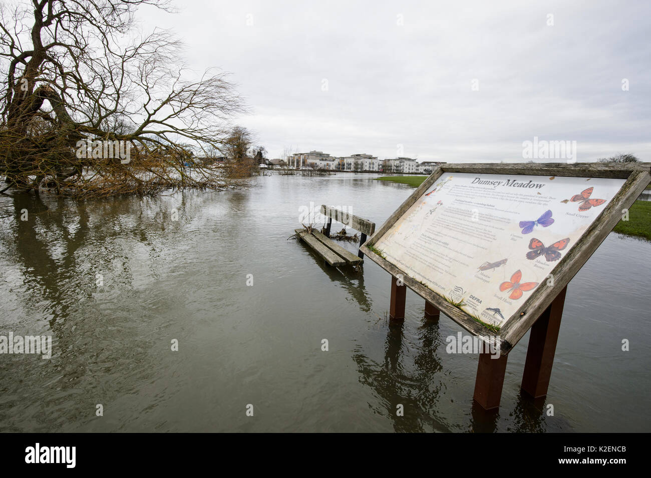 Panca e wildlife information board in parco invaso dal fiume Tamigi, Chertsey, Surrey, Regno Unito, febbraio 2014. Foto Stock