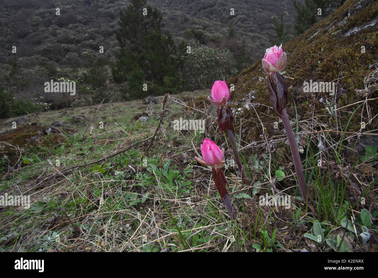 Fiore (Sinopodophyllum hexandrum) Monte Makalu, Mount Qomolangma National Park, Dingjie County, Tibet, Cina. Maggio Foto Stock