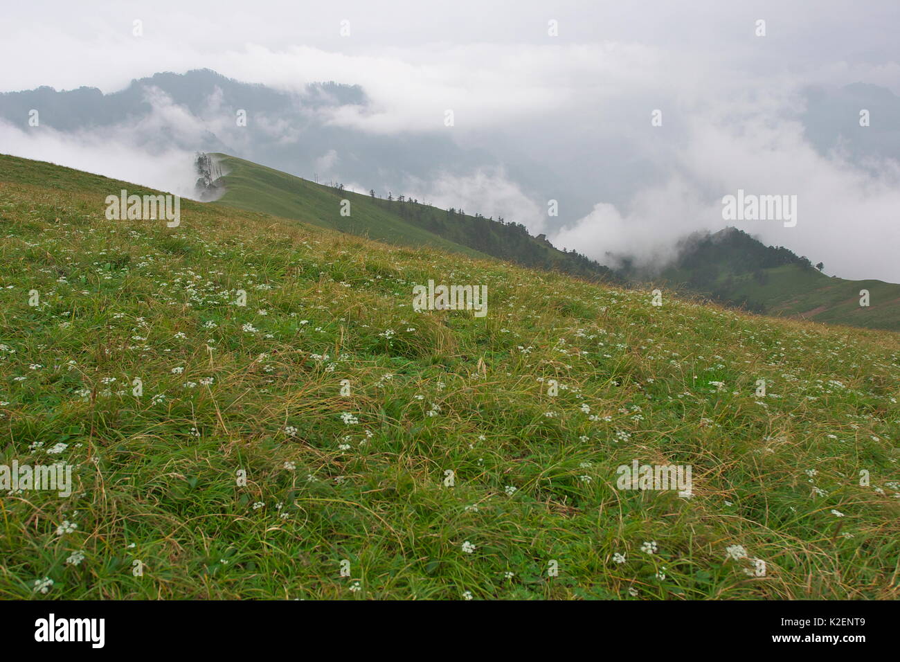 Prato alpino con nuvole basse, Tangjiahe Riserva Naturale Nazionale, Qingchuan county, nella provincia di Sichuan, in Cina. Agosto 2009 Foto Stock