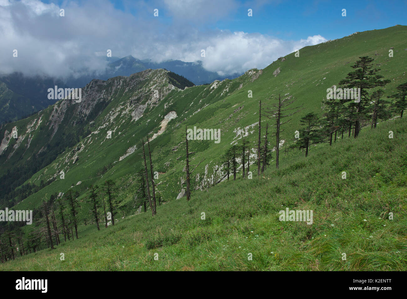 Conifere sulle pendici del Tangjiahe Riserva Naturale Nazionale, Qingchuan county, nella provincia di Sichuan, in Cina. Agosto 2009 Foto Stock
