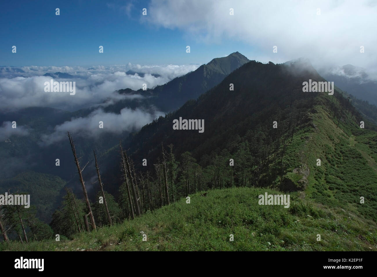 Picco di montagna con la foresta di conifere, Tangjiahe Riserva Naturale Nazionale, Qingchuan county, nella provincia di Sichuan, in Cina. Agosto 2009 Foto Stock