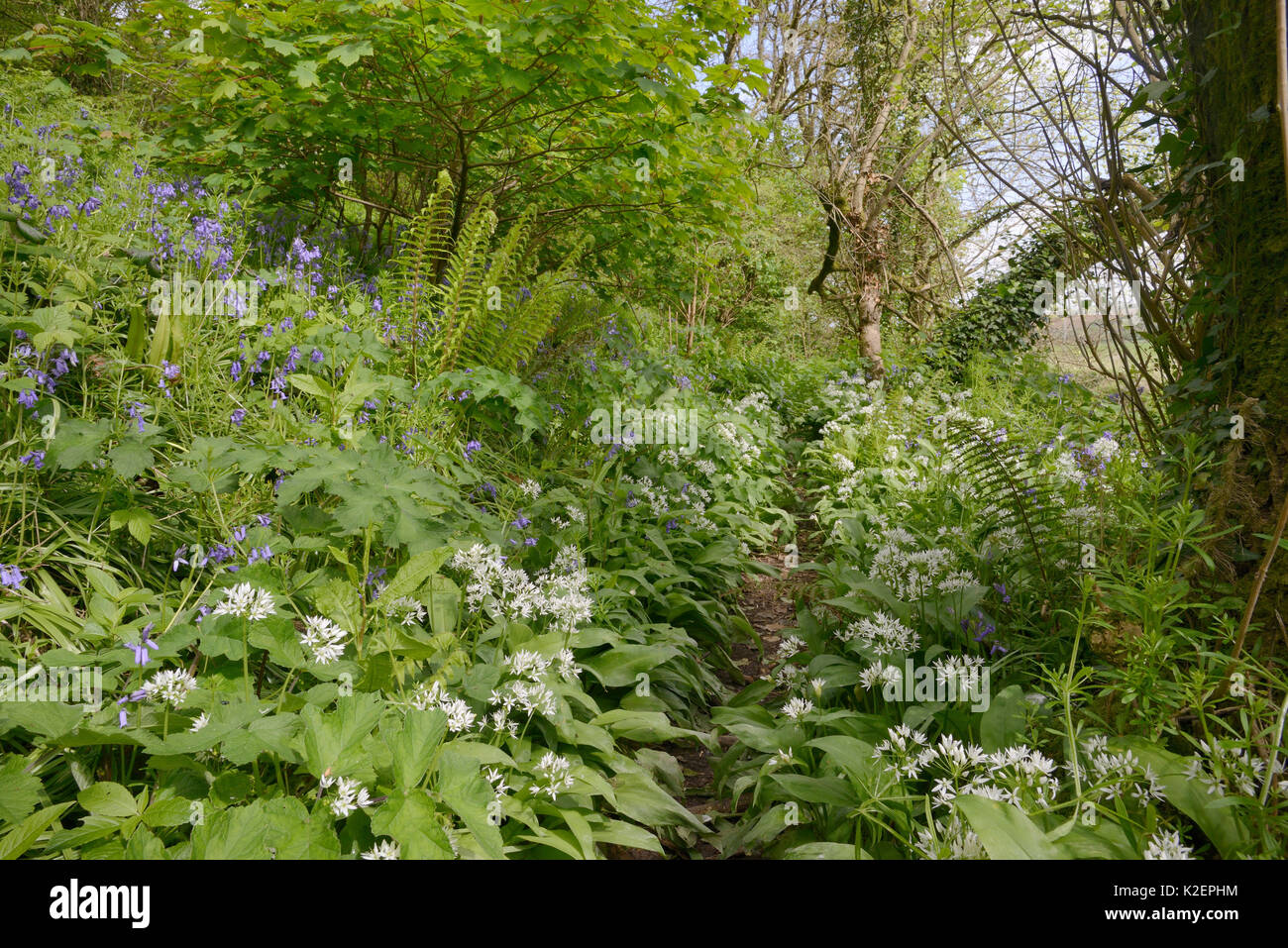 Annoso crescione (Lepidium draba / Cardaria draba) a sud della specie europee naturialised lunga NEL REGNO UNITO, fioritura sui rifiuti urbani terra, Salisbury, Regno Unito, Aprile. Foto Stock