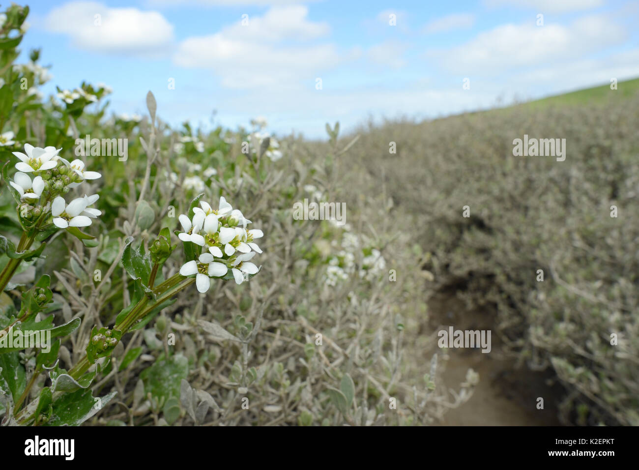 Inglese lo scorbuto-erba / a lungo lasciato lo scorbuto erba (Cochlearia anglica) fioritura su saltmarsh accanto a un torrente di marea, Camel estuary, St Albans, Cornwall, Regno Unito, Aprile. Foto Stock