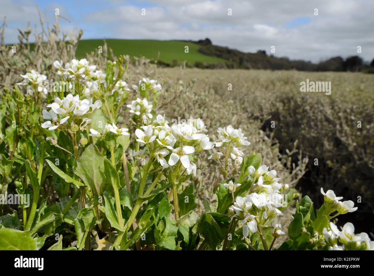 Inglese lo scorbuto-erba / a lungo lasciato lo scorbuto erba (Cochlearia anglica) fioritura su saltmarsh accanto a un torrente di marea, Camel estuary, St Albans, Cornwall, Regno Unito, Aprile. Foto Stock