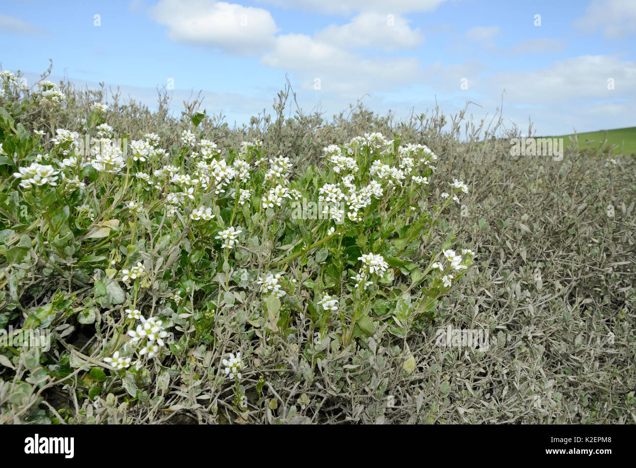 Inglese lo scorbuto-erba / a lungo lasciato lo scorbuto erba (Cochlearia anglica) fioritura su saltmarsh accanto a un torrente di marea, Camel estuary, St Albans, Cornwall, Regno Unito, Aprile. Foto Stock