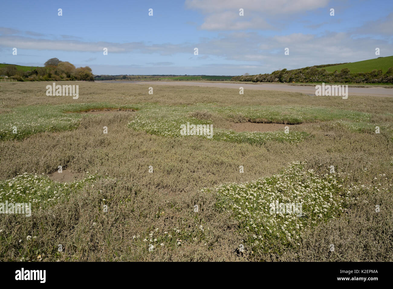 Inglese lo scorbuto-erba / a lungo lasciato lo scorbuto erba (Cochlearia anglica) fioritura su saltmarsh accanto a un torrente di marea, Camel estuary, St Albans, Cornwall, Regno Unito, Aprile. Foto Stock