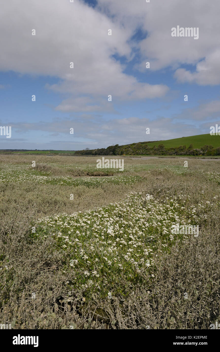 Inglese lo scorbuto-erba / a lungo lasciato lo scorbuto erba (Cochlearia anglica) fioritura su saltmarsh accanto a un torrente di marea, Camel estuary, St Albans, Cornwall, Regno Unito, Aprile. Foto Stock
