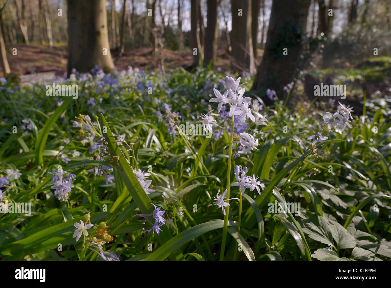 Tappeto di Squill Turco (Scilla bithynica) una specie invasive provenienti dall Europa orientale e la Turchia naturalizzate NEL REGNO UNITO, vasca da bagno, Vasca da bagno e nel nord-est Somerset, Regno Unito, Aprile. Foto Stock