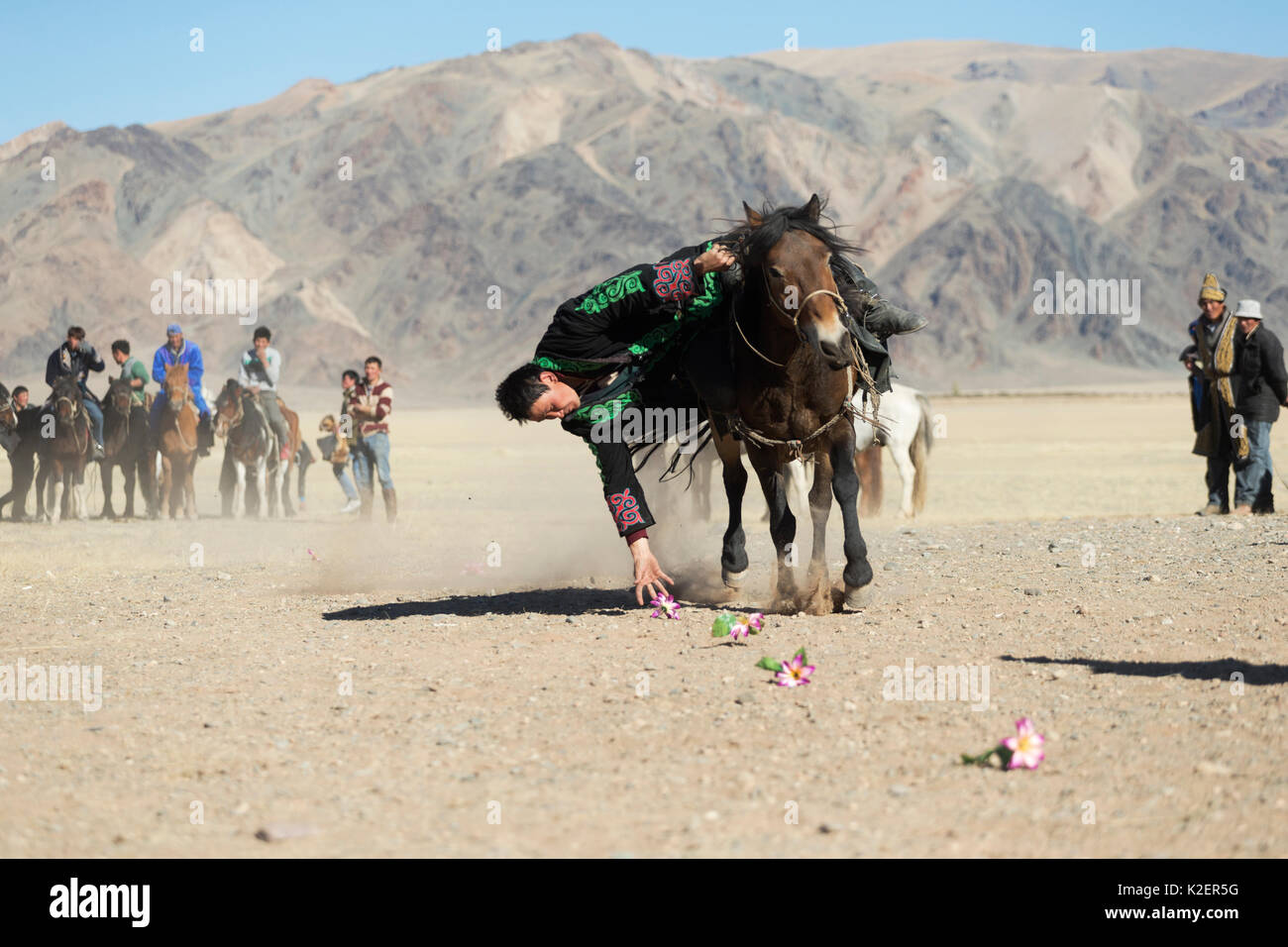 Eagle hunter montato sul cavallo mongolo cercando di raccogliere fiori sul terreno, vicino Sagsai, Bayan-Ulgii Aymag, Mongolia. Settembre 2014.. Foto Stock