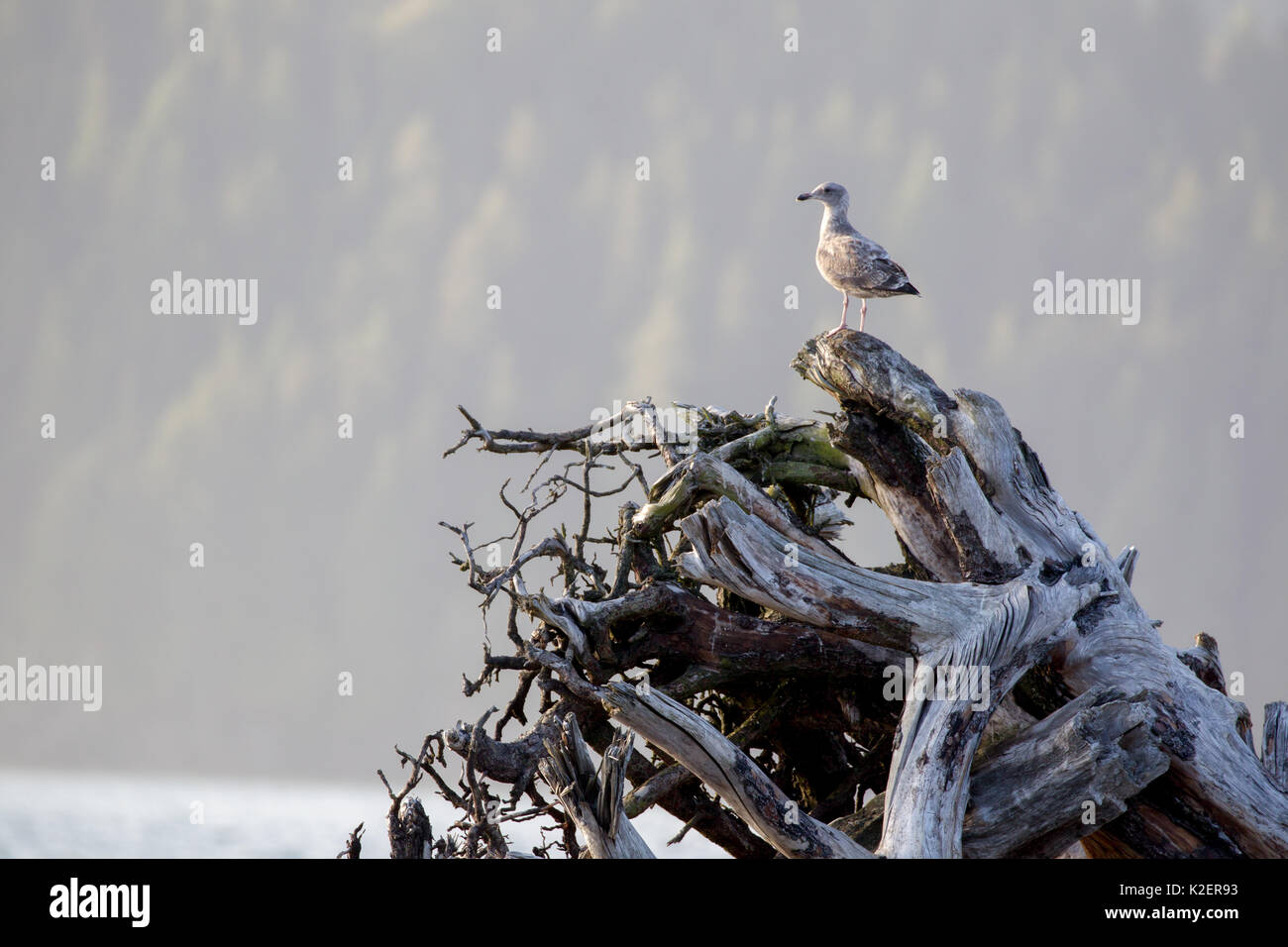 I capretti Glaucous-winged gull (Larus glaucescens) seduto su un albero morto tronco alla spiaggia di Port Renfrew sull'Isola di Vancouver, British Columbia, può Foto Stock