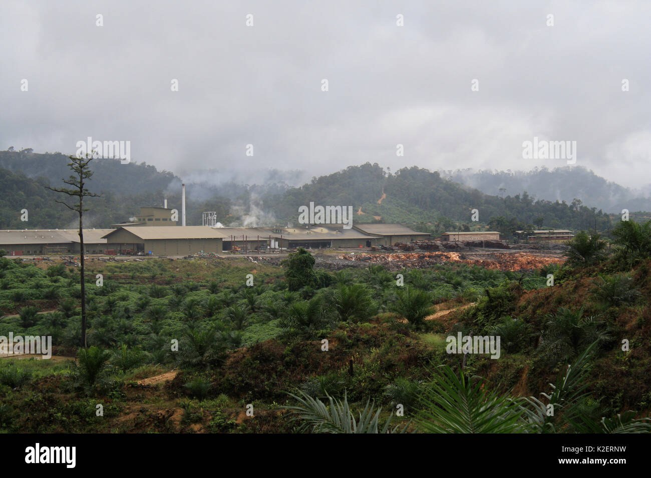 La deforestazione per la costruzione della diga, Sabah Borneo Malese. Luglio 2010. Foto Stock