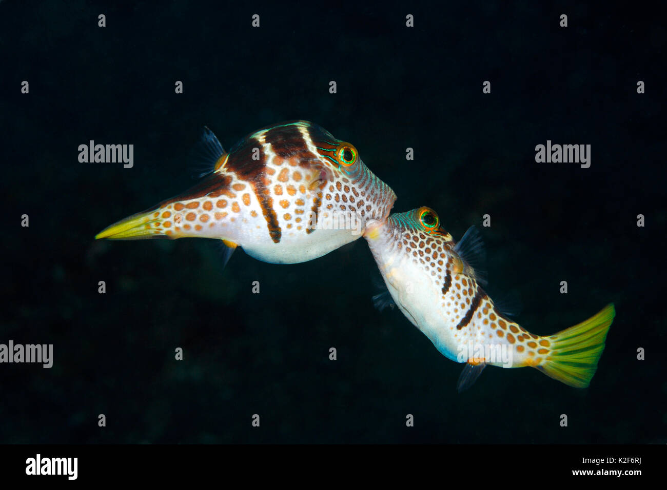 Valentines Puffer, noto anche come San Valentino Becchi affilati Puffer e Black-Saddled Toby, Canthigaster Valentini. Due maschi combattimenti Foto Stock