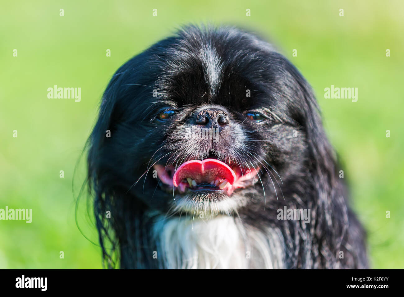 Foto ritratto di un simpatico cane pekinese Foto Stock