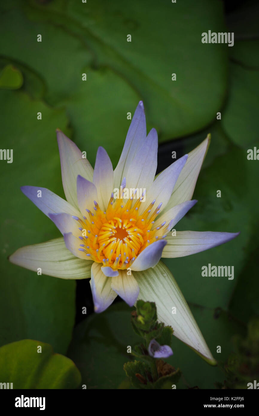 Una bellissima Ninfea Bianca con bluastro-petali di colore bianco e un brillante centro giallo, quasi neon di colore, contro verde ninfee in un laghetto in giardino. Foto Stock
