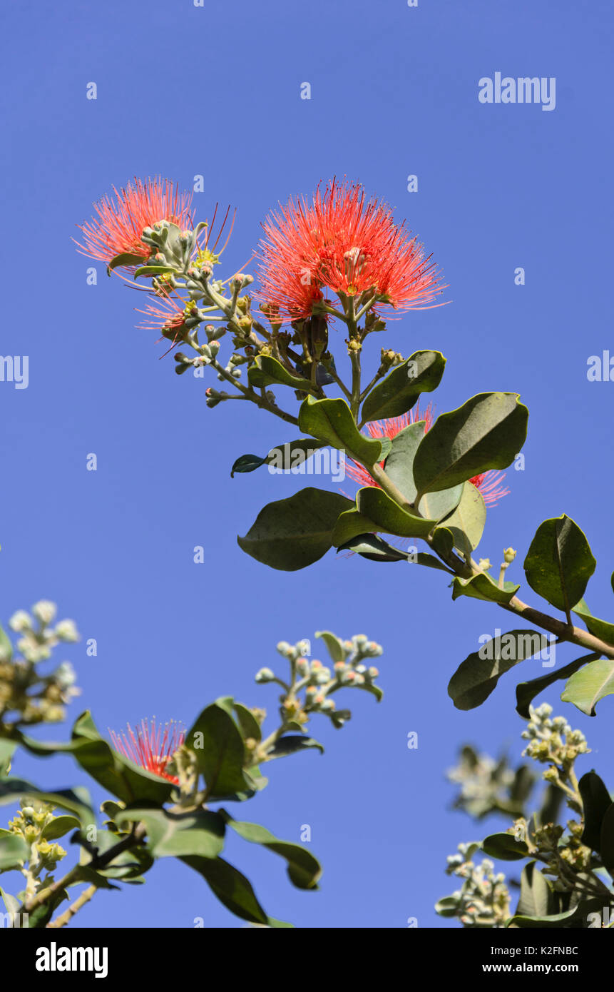 Nuova Zelanda albero di Natale (metrosideros excelsa) Foto Stock