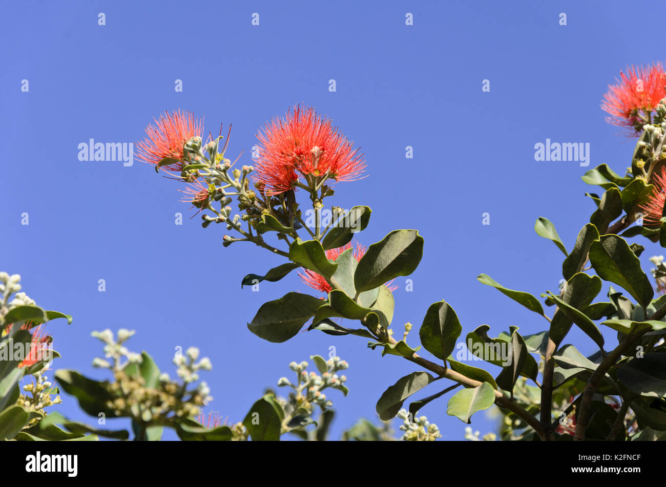Nuova Zelanda albero di Natale (metrosideros excelsa) Foto Stock