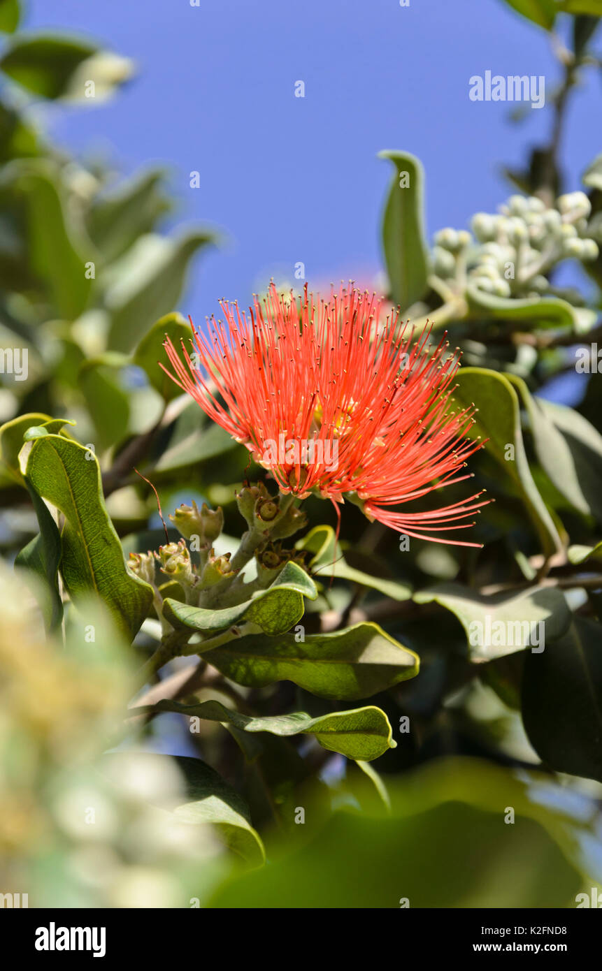 Nuova Zelanda albero di Natale (metrosideros excelsa) Foto Stock