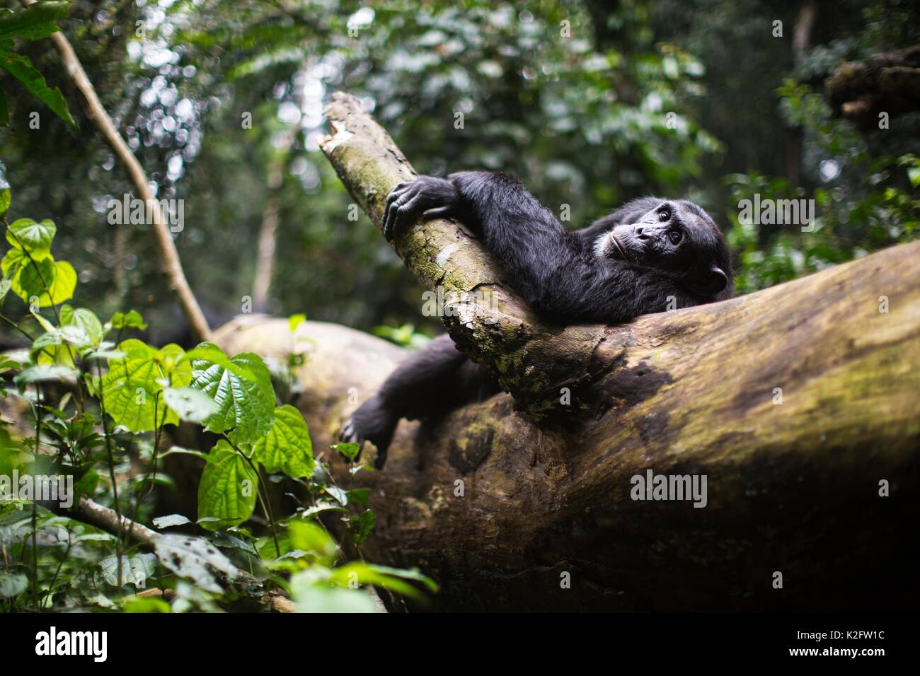 Un selvaggio Chimp in appoggio su un registro nella foresta di Kibale, Uganda Foto Stock