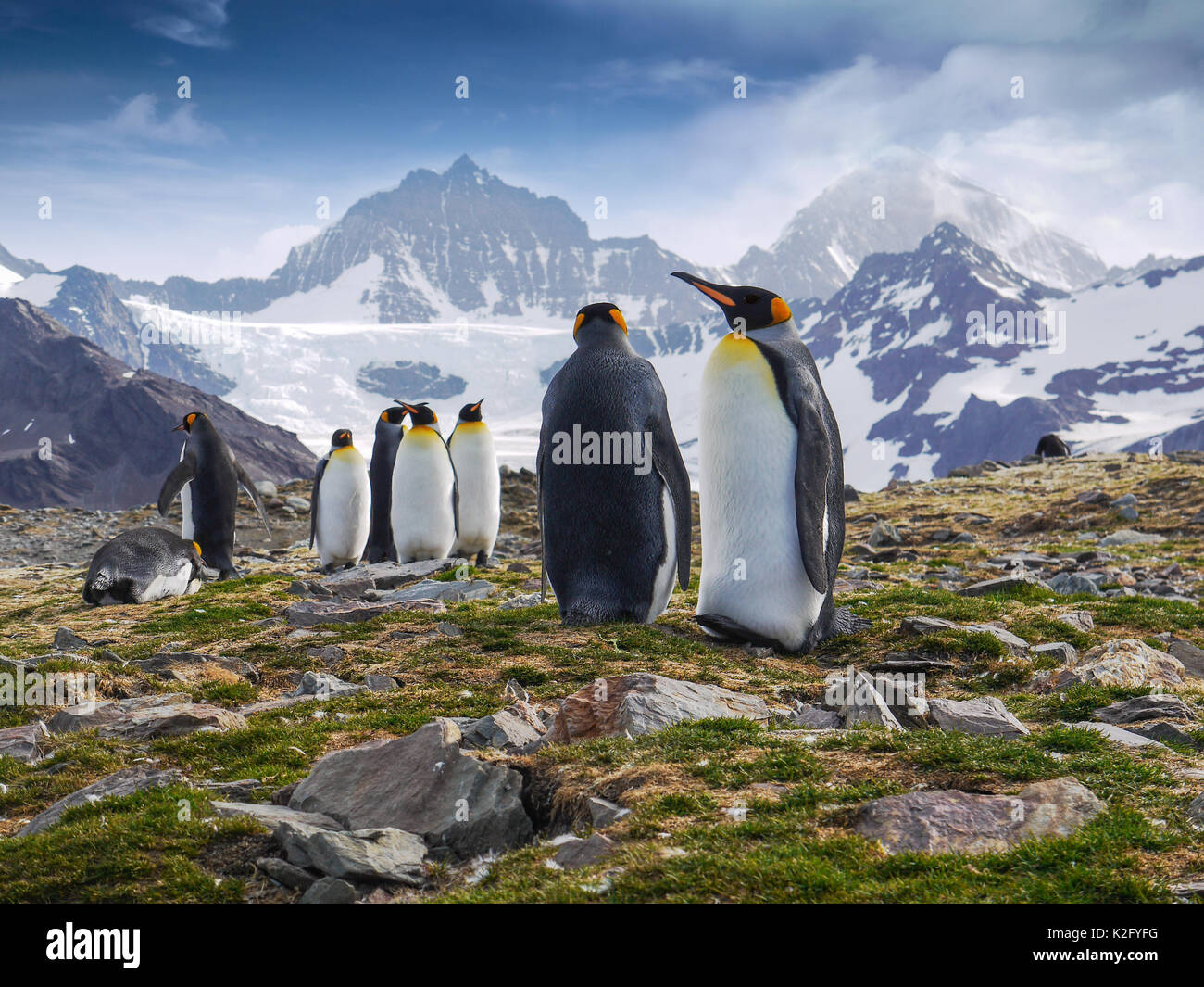 Basso angolo di visione di un gruppo di pinguini re in piedi di fronte a spettacolari montagne innevate sull Isola Georgia del Sud nel sud dell'Oceano Atlantico. Foto Stock