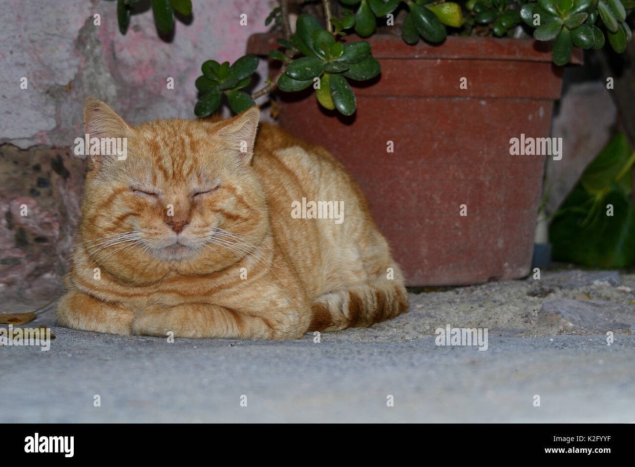 gatto rosso che dorme all'ombra di un vaso di fiori Foto Stock