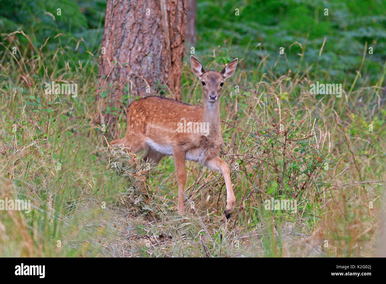 Femmina Giovane daino nella Foresta di Dean Foto Stock