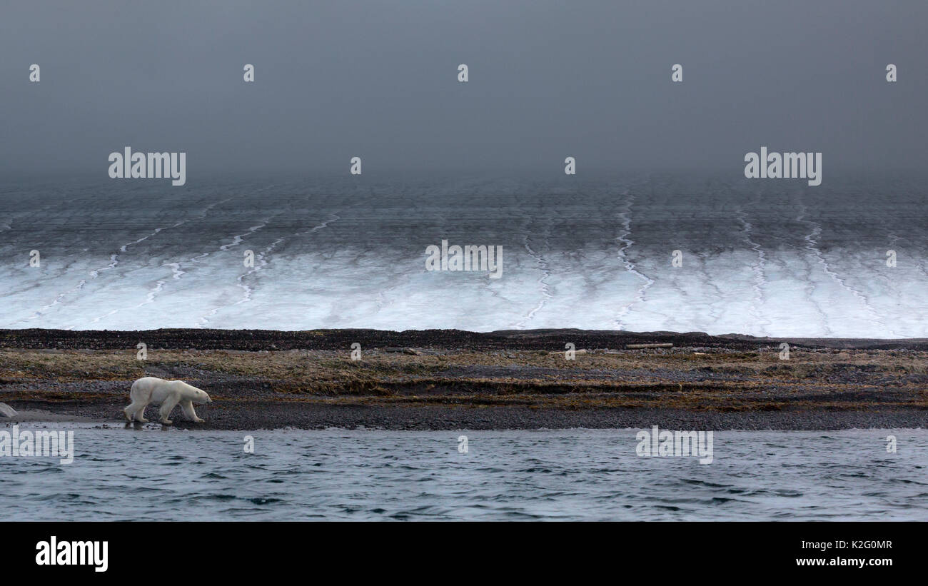 Un orso polare passeggiate lungo una spiaggia nella remota isola Kvitoya, Orientale Svalbard. l'enorme calotta di ghiaccio che copre il 95% dell'isola è visibile nella parte posteriore Foto Stock