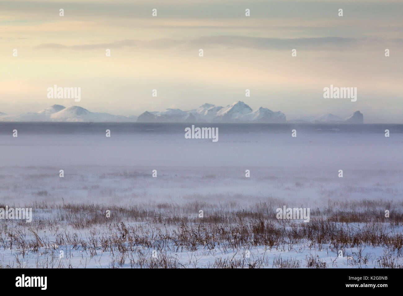 Blizzard tempesta nel sud dell'Islanda rizzatura la prateria, parzialmente coperto da una leggera nevicata fresca. Foto Stock