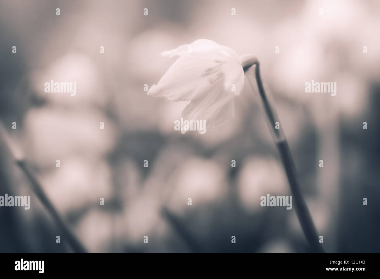 Artistiche foto in bianco e nero di un millefiori. soft focus, colori pastello, toni caldi. Foto Stock