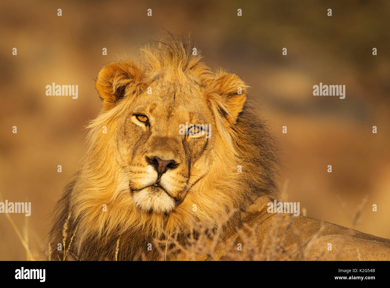 Lion (Panthera leo), ritratto nella luce del mattino. Deserto Kalahari, Kgalagadi Parco transfrontaliero, Sud Africa. Foto Stock